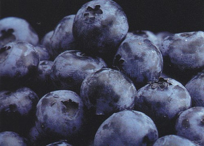 Toro Blueberry Plant - Huge Berries - Early - Self Fertile - Quart Pot