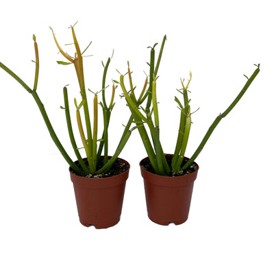 Firesticks Pencil Cactus - Euphorbia - 2 pack 2" pots -Easy to grow/Hard to kill