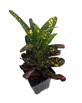 Sloppy Painter Croton - 4" Pot - Colorful House Plant