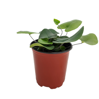 Floating Heart Fern - Hemionitis arifolia - 3.5" Pot