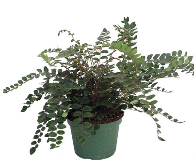 Button Fern - Pellaea rotundifolia - Unusual House Plant - 6" Pot