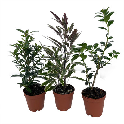 Zen Living Bonsai Assortment - 3 Plants 2" Pots