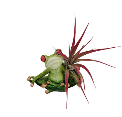 Yoga Frog Lotus Position - Planter with Live Tillandsia Air Plant - 3" x 3"