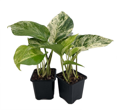 Marble Queen Devil's Ivy - Pothos - Epipremnum - 3" Pots 2 Pack