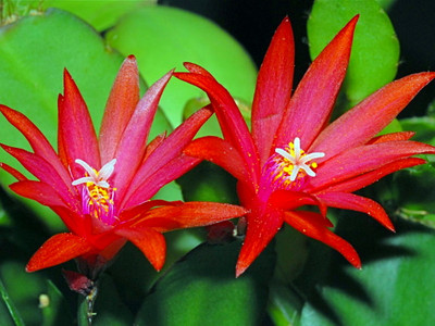 Red Easter Cactus - Rhipsalidopsis - Rare - 4" Pot