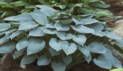 Halcyon Hosta - Gorgeous Medium Size Deep Green/Blue! - Live Plant - Quart Pot