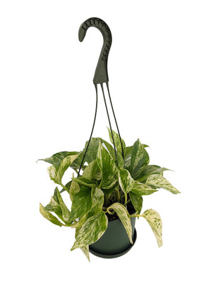 Marble Queen Devil's Ivy - Pothos - Epipremnum - 6" Hanging Basket