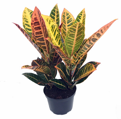 Colorful Croton - 6" Pot - Croton petra Colorful Croton - 6" Pot - Croton petra