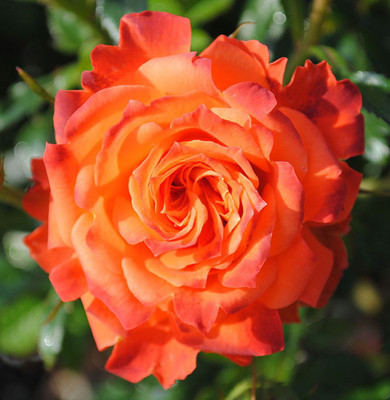 Mandarin Sunblaze® Miniature Rose Bush - Fragrant/Hardy - 2.5" Pot
