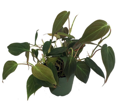 Rare Velvet Leaf Bronze Micans Vine - Philodendron - 4" Pot - Collector's Series