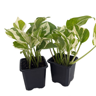 N Joy Pothos - Epipremnum aureum - 2 Plants 3" Pots - Good in Low Light