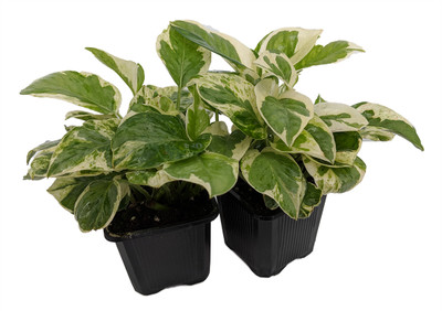 Pearls & Jade Pothos - Epipremnum aureum - 2 Plants 3" Pots - Good in Low Light