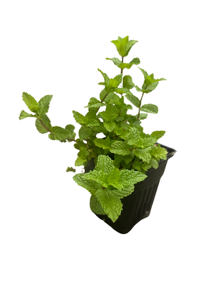 Mojito Mint Plant - Mentha villosa - Grow Indoors or Out - Live Plant - 3" Pot