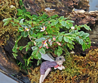 Tiny Pink Begonia Plant - 2.5" Pot - Terrarium/Fairy Garden/House Plant