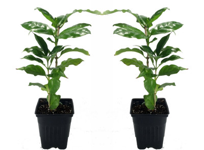 Hirt's Arabica Coffee Bean Plant - 2 Pack 3" Pots - Grow/Brew Your Own Coffee