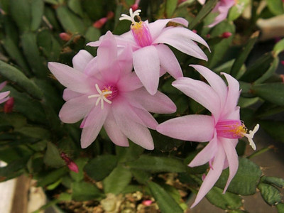 Pink Easter Cactus - Rhipsalidopsis - 2.5" Pot - Rare