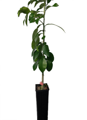 Ruby Red Grapefruit Tree - 4x12" Grower Pot - NO SHIPPING, TX, FL, AZ, CA, LA, HI