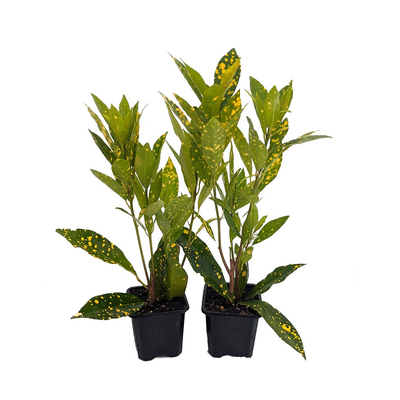 Gold Dust Croton - 2 Pack 3" Pots - Colorful House Plant