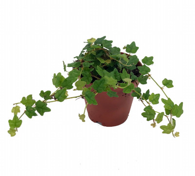 Mini Oakleaf Creeping Fig - Ficus quercifolia -Terrarium/Fairy Garden - 2" Pot