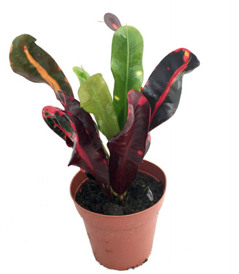 Batik Croton - 4" Pot - Colorful House Plant Batik Croton - 4" Pot - Colorful House Plant