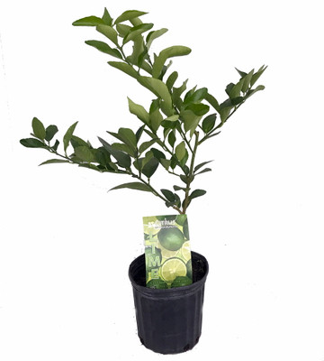 Persian Lime Tree- Fruiting Size- 5" Pot - NO SHIPPING to TX, FL, AZ, CA, LA, HI