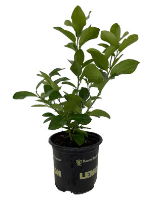 Ponderosa Lemon Tree - 8" Pot - NO SHIP TO TX,FL,AZ,CA,LA,HI