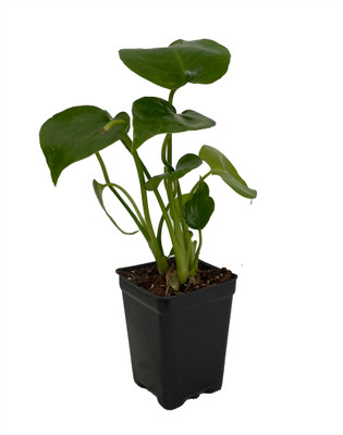 Split Leaf Philodendron 2.5" Pot - Monstera - Edible Fruit Pineapple Taste