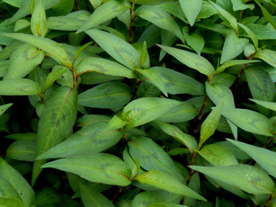 Vietnamese Coriander Plant - rau ram - daun kesom - 3" Pot