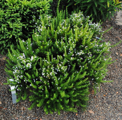 pecopeco■1680+158×3=6420■ヒーリングハーブス社 Hirt's-Gardens Products - Hirt's Gardens