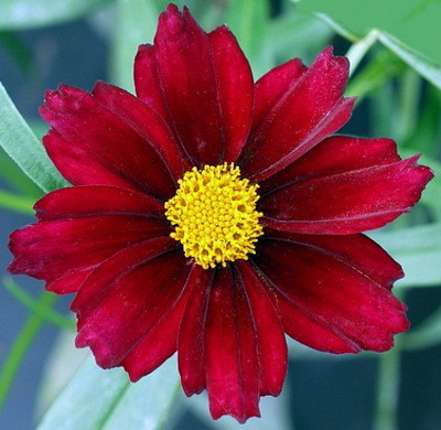 Mercury Rising Coreopsis Tickseed Perennial - Live Plant - Quart Pot