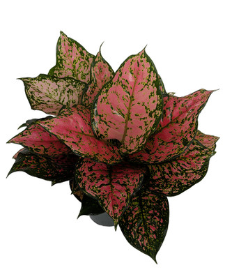 Ruby Jazz Chinese Evergreen Plant - Aglaonema - Grows in Dim Light - 4" Pot