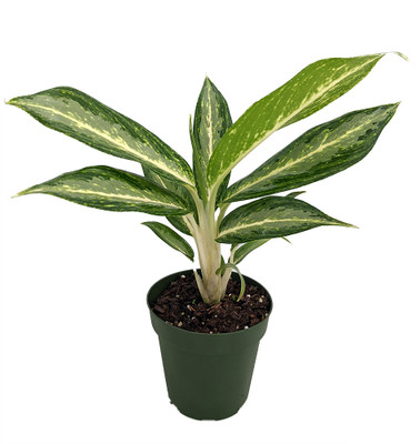 White Rain Chinese Evergreen Plant - Aglaonema - Low Light - 4" Pot