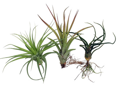 3  Live Airplants - Tillandsia - Bareroot - Terrarium/Fairy Garden/Houseplant