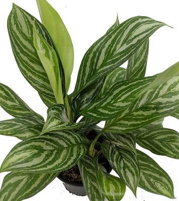 Stripes Chinese Evergreen Plant - Aglaonema - Low Light - 6" Pot