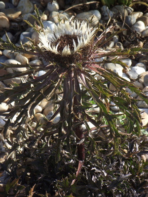 Bronze Weather Thistle 10 Seed - Carlina - Perennial