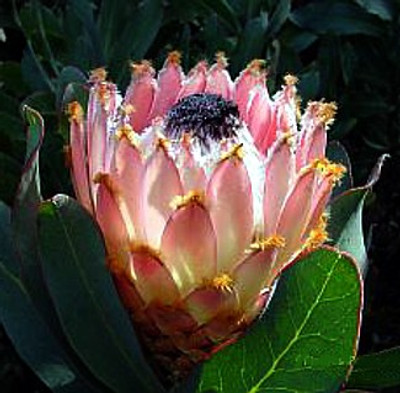 Giant Wooly Beard Queen Protea 10 Seed-Protea magnifica Giant Wooly Beard Queen Protea 10 Seed-Protea magnifica