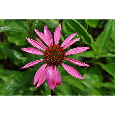 Ruby Star Coneflower Perennial - Echinacea - Quart Pot