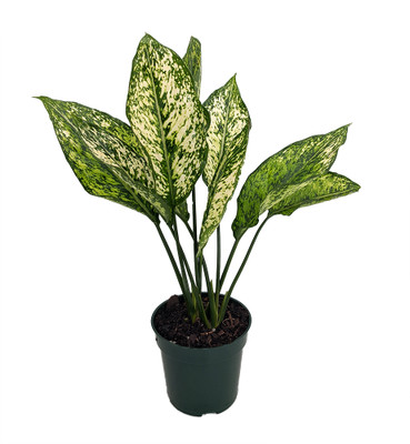 Wintry Winehouse Chinese Evergreen Plant - Aglaonema - Low Light - 4" Pot