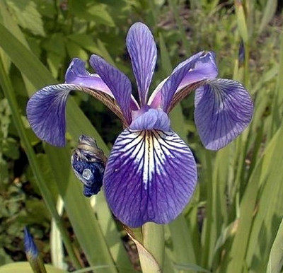 Hirt's-Gardens Products - Hirt's Gardens