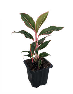 Siam Aurora Chinese Evergreen Plant - Aglaonema -Grows in Dim Light - 2.5" Pot Siam Aurora Chinese Evergreen Plant - Aglaonema -Grows in Dim Light - 2.5" Pot