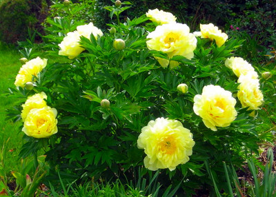 Bartzella Intersectional ITOH Tree Peony- Lemon Yellow Blooms - 2/3 Eye Bareroot