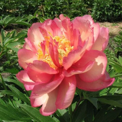 Julia Rose Intersectional Itoh Tree Peony - Apricot/reddish-purple - Bareroot