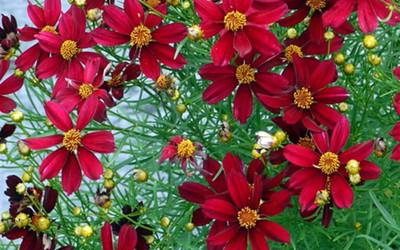 Red Satin Coreopsis Tickseed Perennial Live Plant - Quart Pot