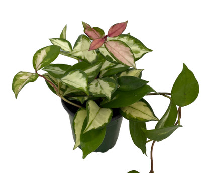 Tricolor Wax Plant - Hoya Tricolor - Great House Plant/Exotic Flower - 4" Pot