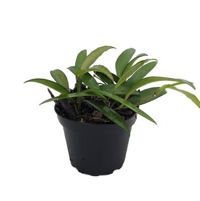 Bamboo Leaf Wax Plant - Hoya kentiana - 4" Pot - Collector's Series
