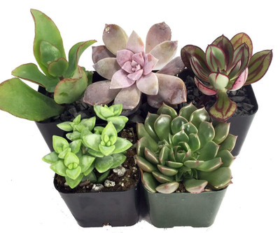 Succulent Terrarium & Fairy Garden Plants - 5 Different Plants in 2" Pots