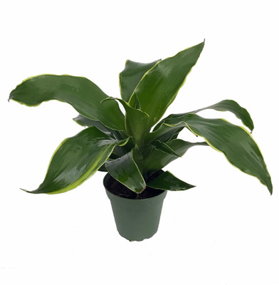 Dorado Dragon Tree - Pleomele - Dracaena -4" Pot-Easy to Grow House Plant