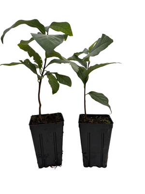 Paw Paw Trees - 2 Plants - Banana fruit - Asimina triloba - PawPaw - 3.25" Pot