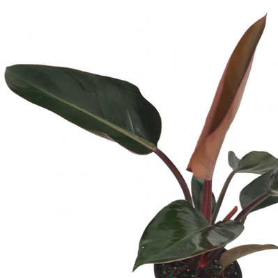 Rojo Congo Philodendron - 4" Pot