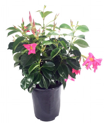 Pink Brazilian Jasmine Plant - Mandevilla/Dipladenia - 6" Pot on Trellis